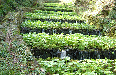Shimane