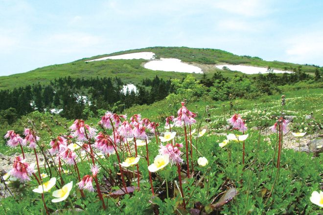 A SEA OF FLOWERS DURING SPRING AT MT. MORIYOSHI