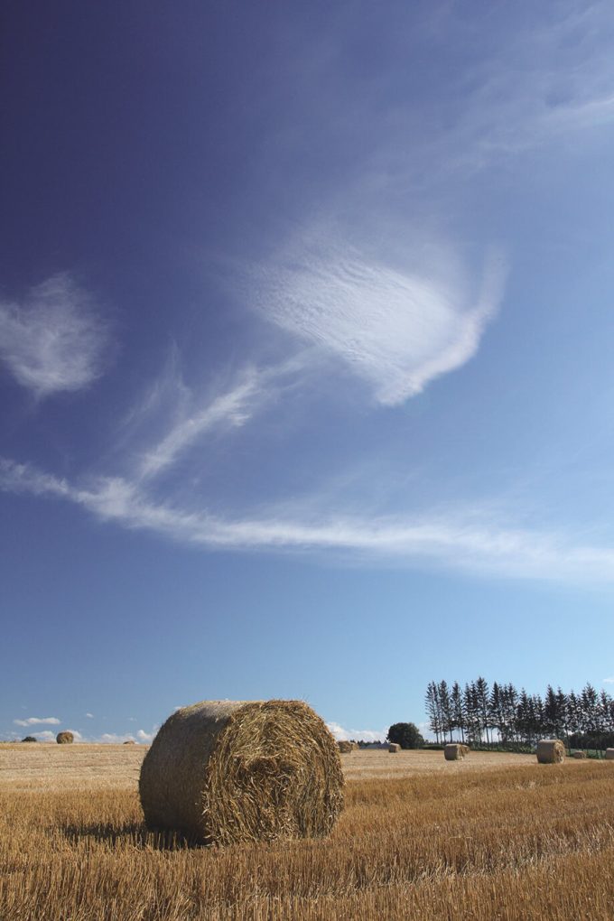 A LARGE BUNDLE OF HAY SITS ON A TOKACHI FIELD/THE HOARFROST GLEAMS UNDER A BRIGHT WINTER SKY