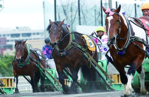 ばんえい競馬体験