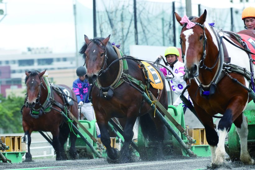 ばんえい競馬体験