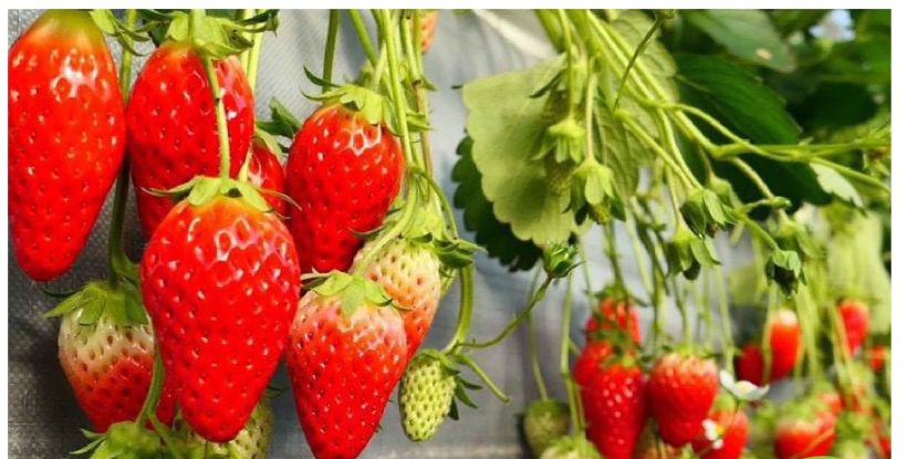 Enjoy early spring in Atsumi by picking strawberries! [Nikken Farm]
