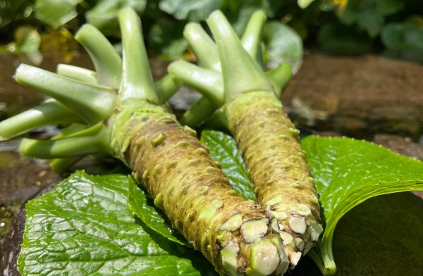 Izu Region’s Water Wasabi