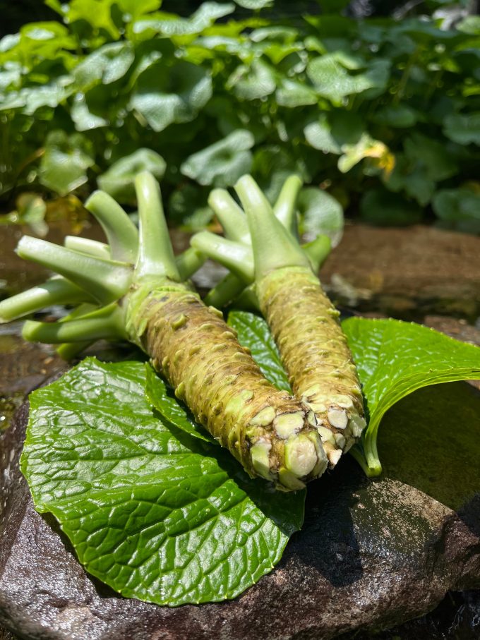 Izu Region’s Water Wasabi