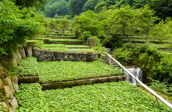 Izu City “Wasabi Fields”