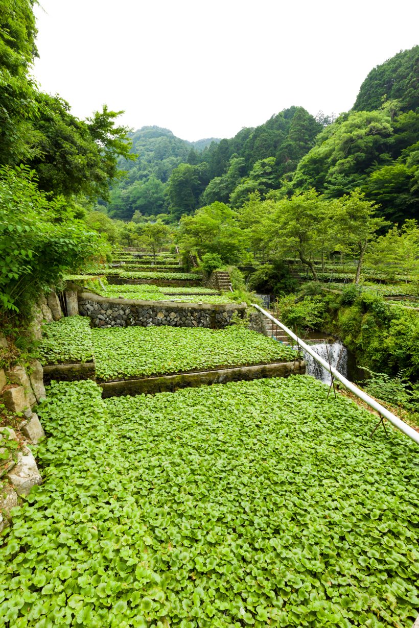 Izu City “Wasabi Fields”