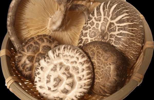 Log-Grown Shiitake Mushrooms