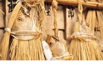 Shio Katsuo (Salted Bonito)