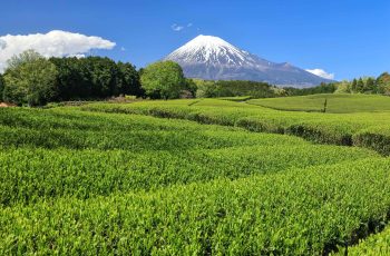 大淵笹場の茶園