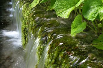 伊豆地域の水わさび