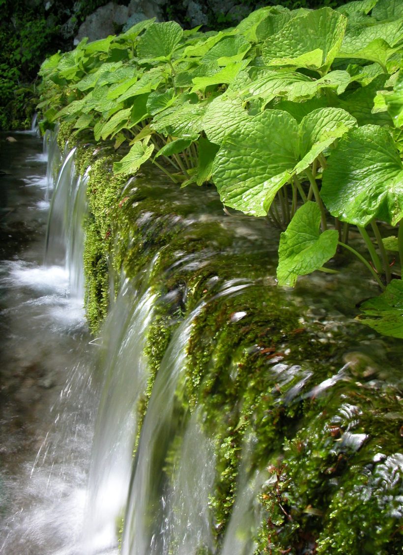 Izu Region’s Water Wasabi