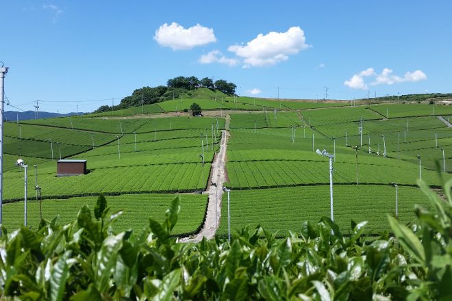 Yame Central Tea Plantation