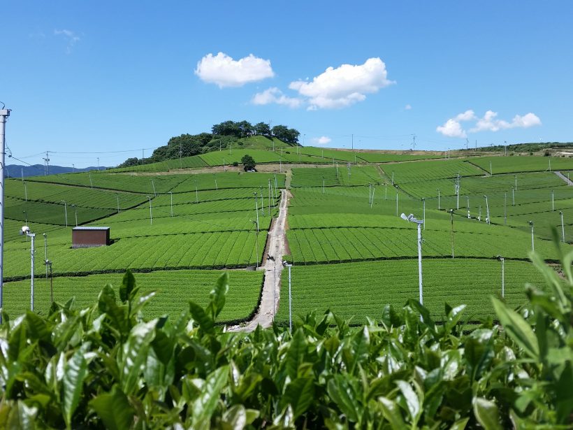 Yame Central Tea Plantation