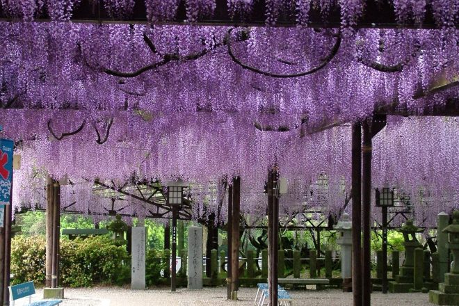 Kurogi Grand wisteria