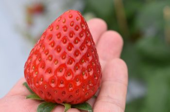 あまおうなど多品種のいちごが食べられる「プーさんのいちご園」