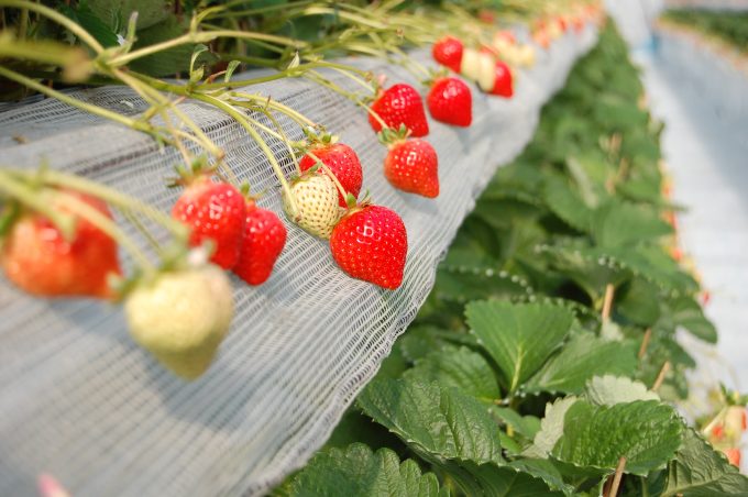 “Pooh-san’s Strawberry Farm” where you can enjoy a variety of strawberries, including the famous strawberry brand, Amaou.