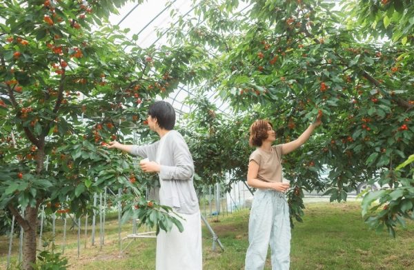 A unique fruit-picking experience in Matsukawa, the “Home of Fruit.”