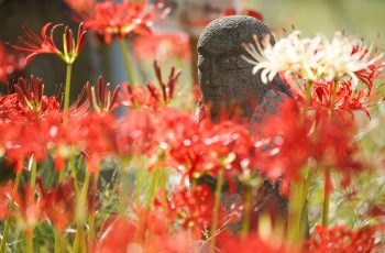 Approximately 50,000 red spider lilies bloom beautifully together with the autumn atmosphere