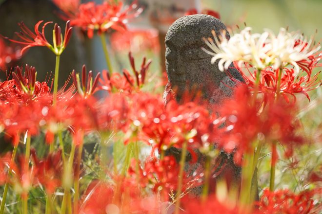 Approximately 50,000 red spider lilies bloom beautifully together with the autumn atmosphere