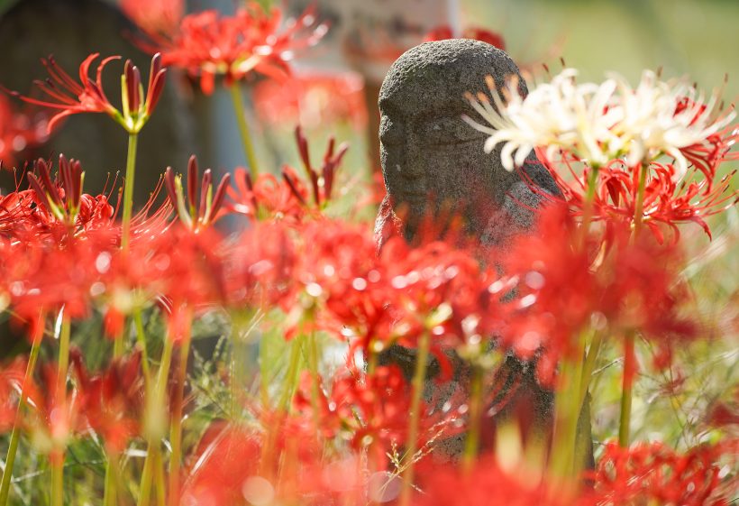 Approximately 50,000 red spider lilies bloom beautifully together with the autumn atmosphere