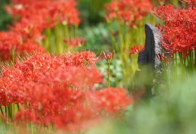 Approximately 50,000 red spider lilies bloom beautifully together with the autumn atmosphere