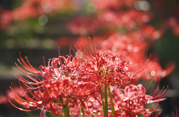 Approximately 50,000 red spider lilies bloom beautifully together with the autumn atmosphere