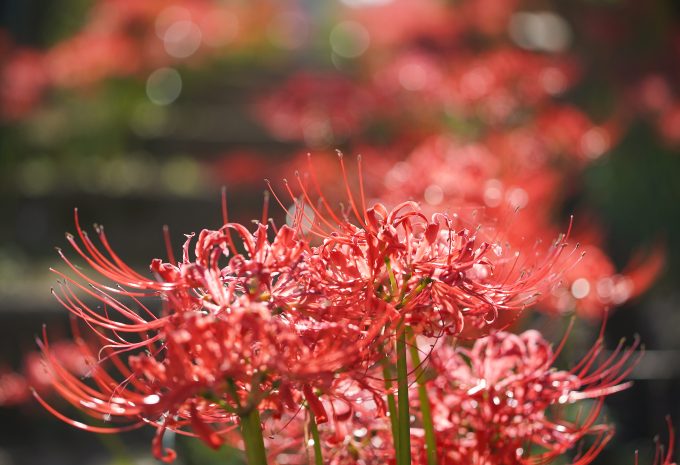 Approximately 50,000 red spider lilies bloom beautifully together with the autumn atmosphere