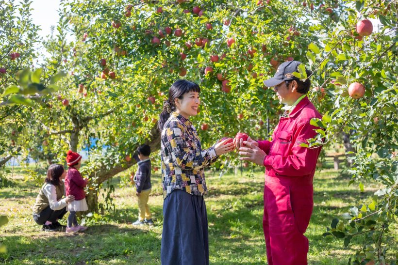 Fruit-picking on a tourist farm in a fruit village