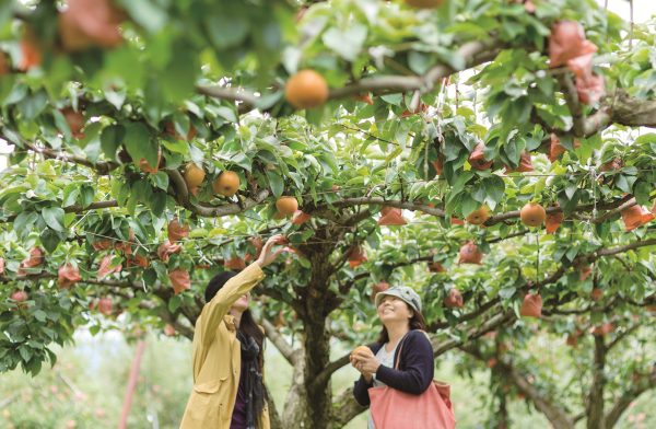 Fruit-picking on a tourist farm in a fruit village