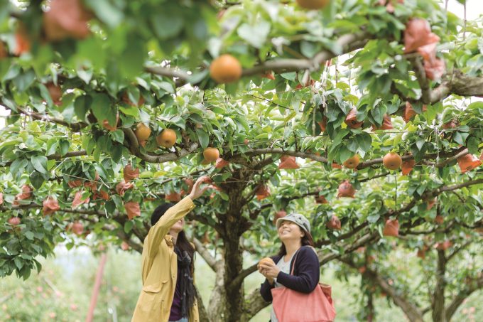 Fruit-picking on a tourist farm in a fruit village