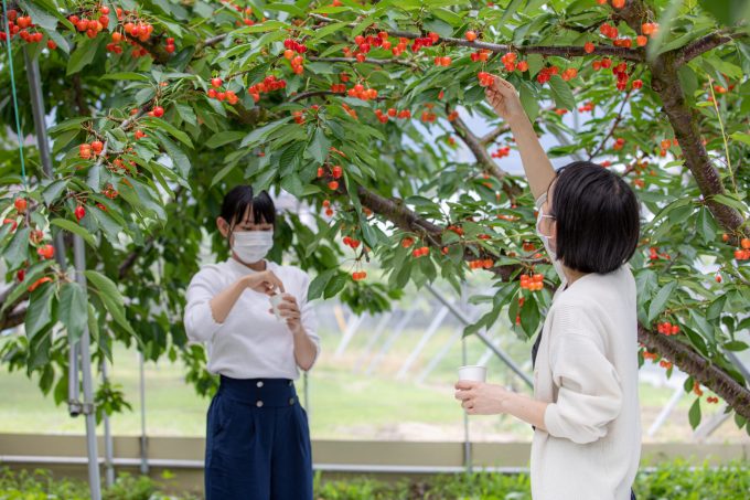 Fruit-picking on a tourist farm in a fruit village