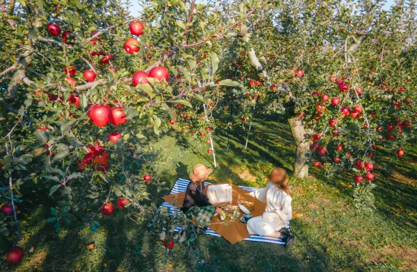 A movie-like picnic in an orchard