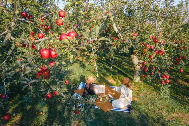 A movie-like picnic in an orchard