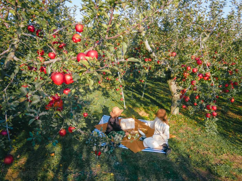 A movie-like picnic in an orchard