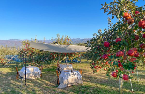 Enjoy French cuisine made with locally sourced ingredients in an orchard