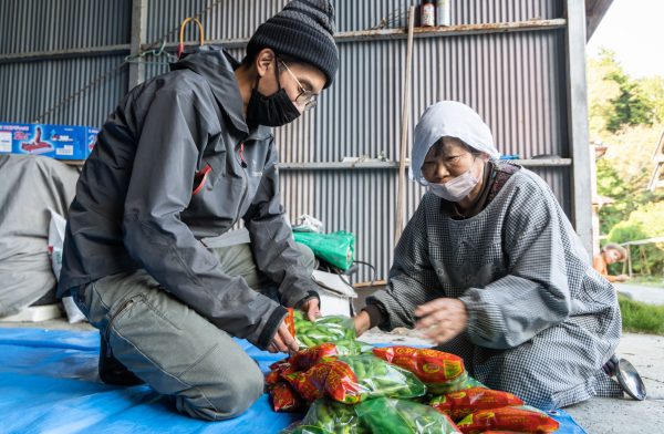 Harvest GI Akebono soybeans